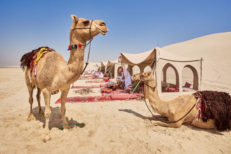 Des dromadaires et un campement dans le désert qatari, Qatar © Qatar Tourism