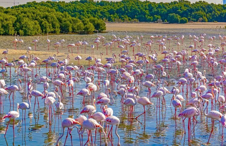 Fenicotteri a pochi chilometri dal centro di Dubai