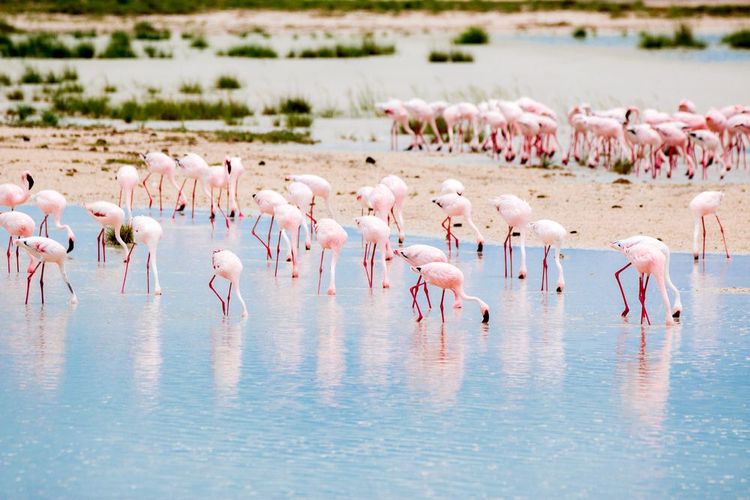 Des flamants roses sur le lac quasi asséché du parc national d'Ethosha, Namibie