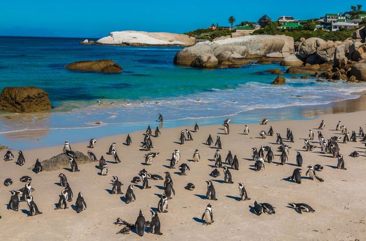 Des pingouins sur une plage d'Afrique du Sud