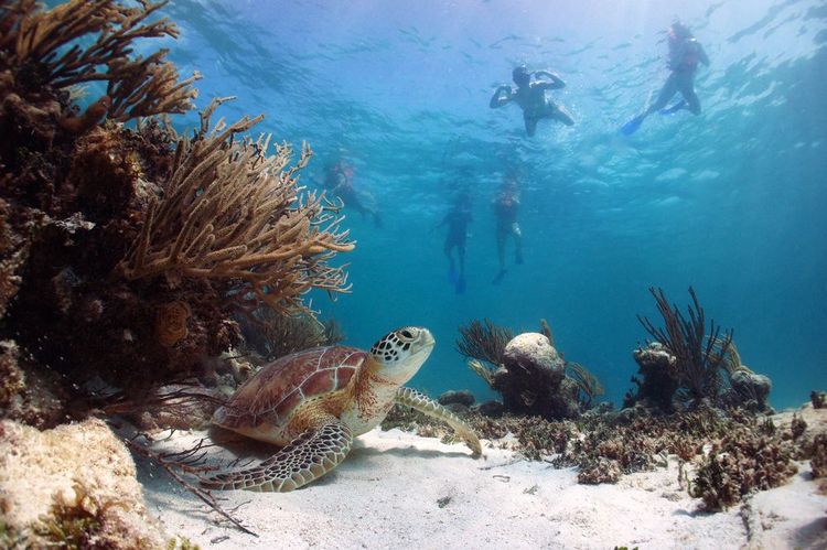 Des touristes en plein snorkeling observant une tortue dans la baie d'Akumal au Mexique