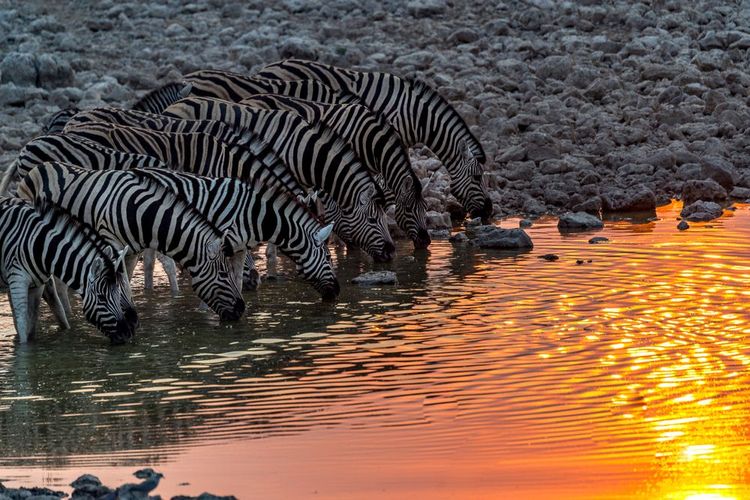 Des zèbres en train de boire dans un point d'eau du parc national d'Etosha en Namibie
