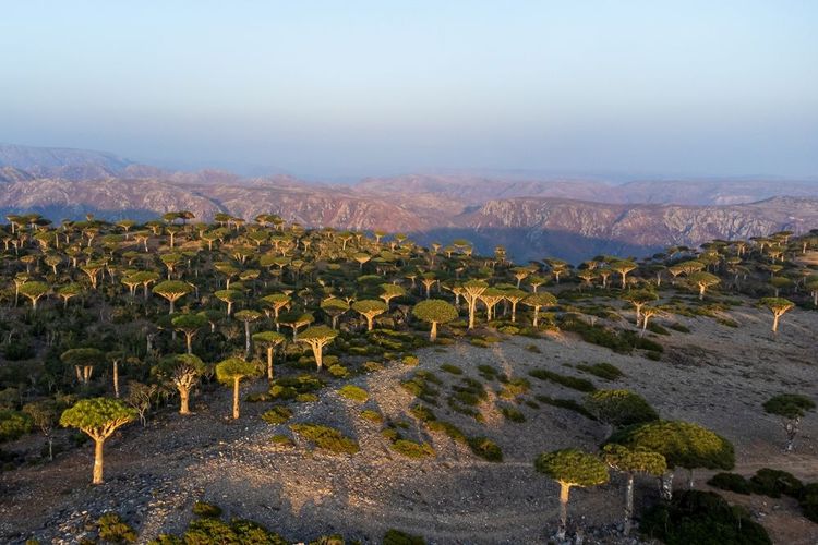 Dracena unique sur l'île de Socotra (Dracaena cinnabar)