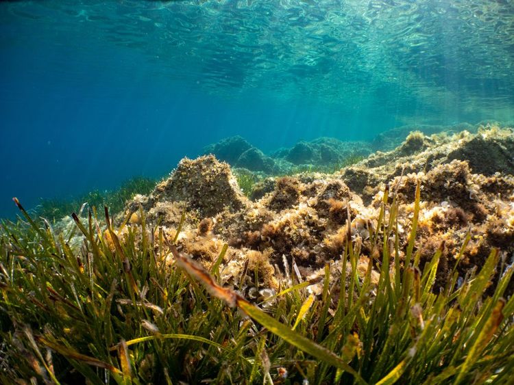Fonds marins dans la réserve naturelle de Porc cros