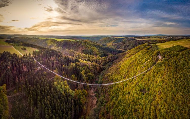 Forêt à proximité du pont de Geierlay