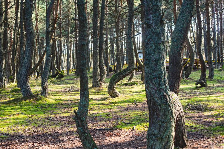 Forêt dansante Kaliningrad