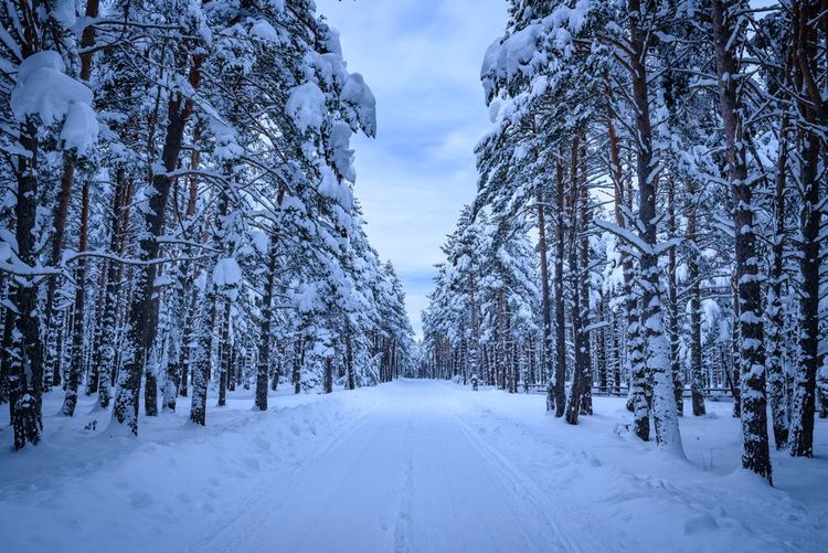 Forêt de Capcir aux Angles