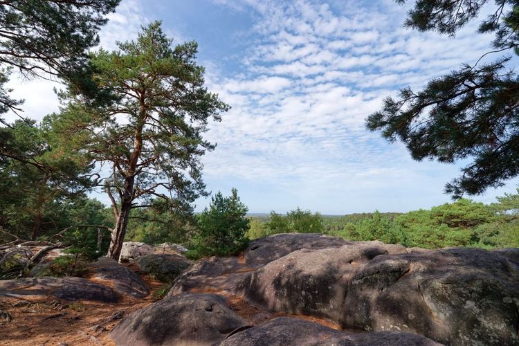 Forêt de Fontainebleau
