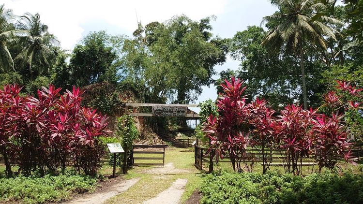 La nature sur l’île de Pulau Ubin. @Office de tourisme de Singapour