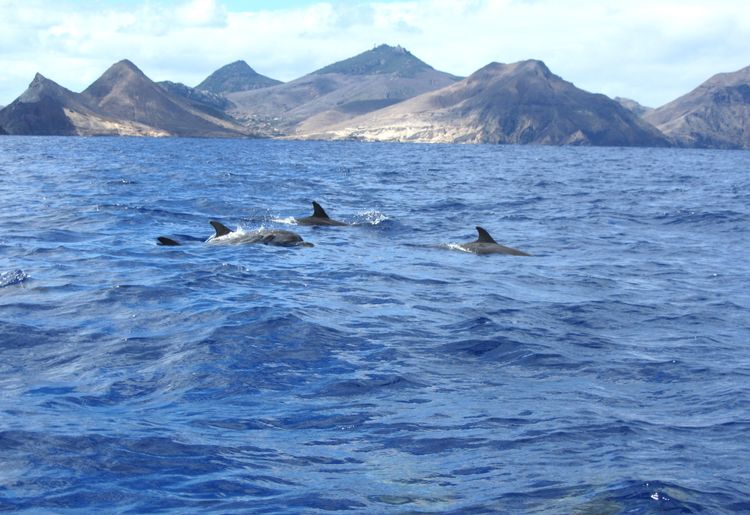 Dauphins à Porto Santo