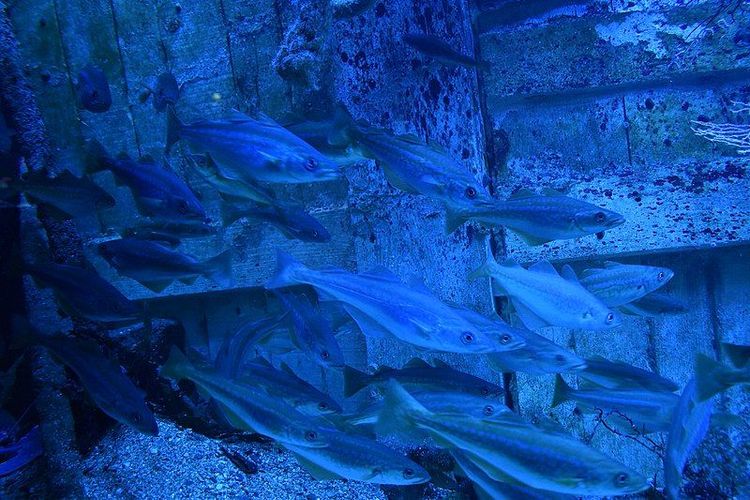 The Saint-Malo Aquarium