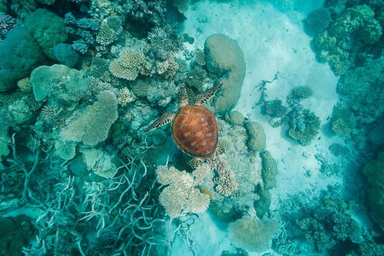 Grande Barrière de Corail