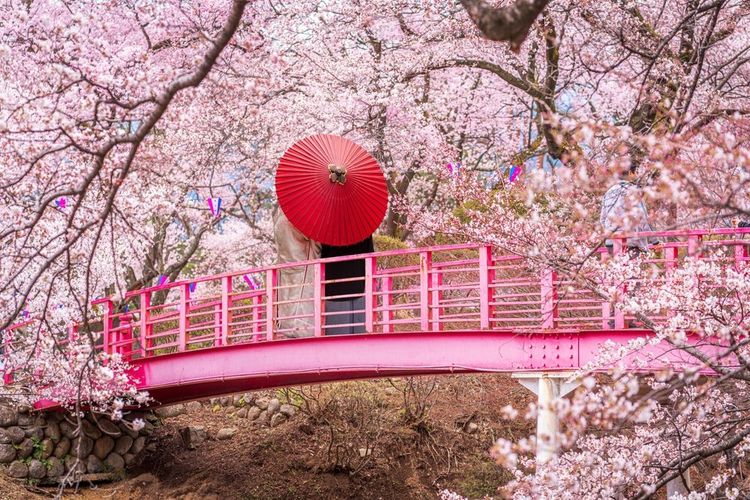 Couple sous des cerisiers en fleurs, sur un pont en bois