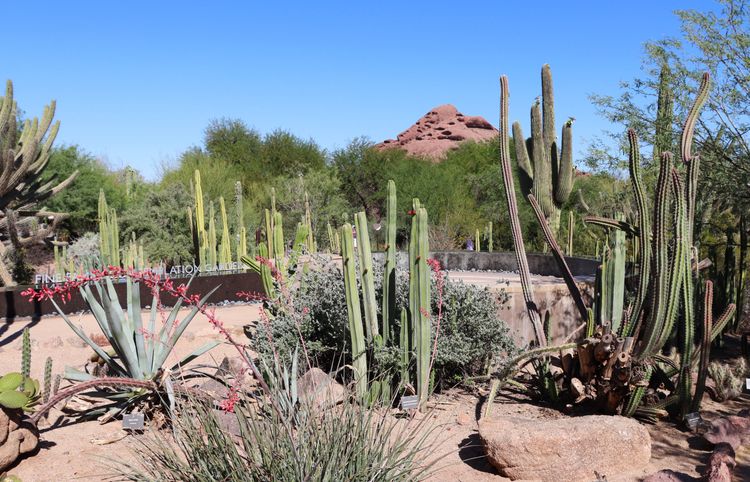 Jardin botanique et Papago parc de Phoenix
