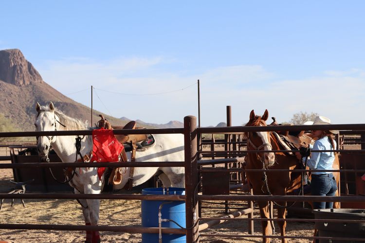 Chevaux du White Stallion Ranch