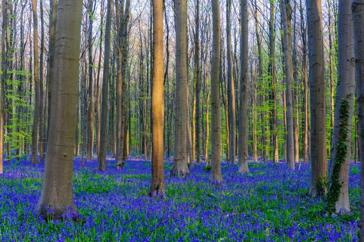 Jacinthes sauvages, Belgique