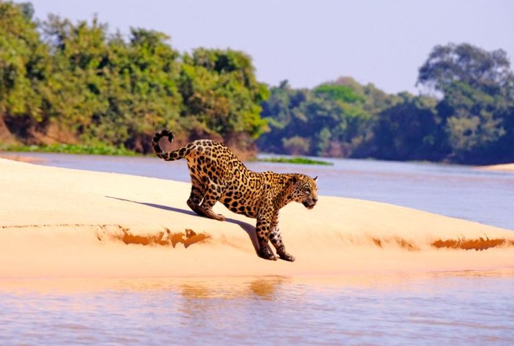 Loin de la présence humaine, le jaguar s'épanouit dans le parc où il se sait en haut de la chaîne alimentaire