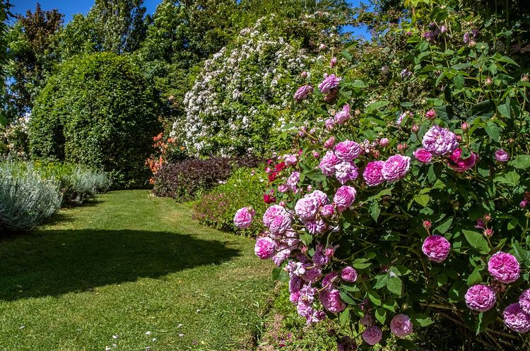 Les Jardins de Roquelin, des rosiers par buissons entiers