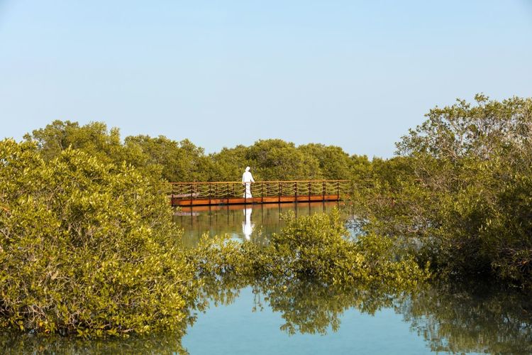 L’air frais de l’océan, l’humidité de la mangrove et la tiédeur du désert, on retrouve tout cela dans le parc de la Mangrove de Jubail.