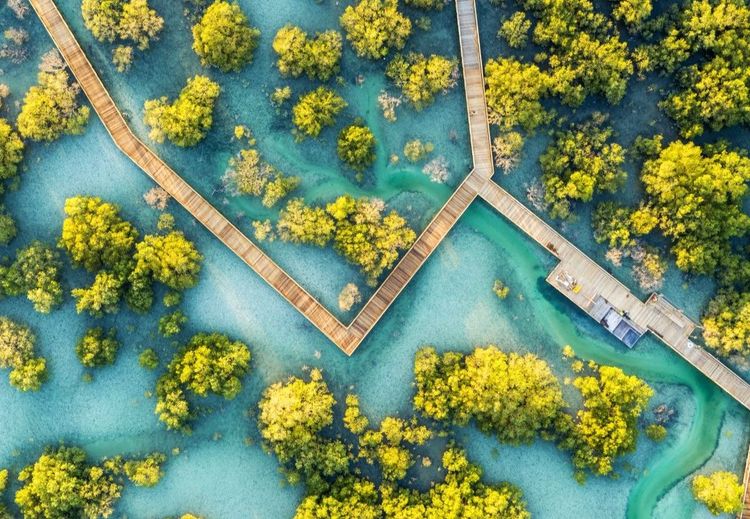 Vue aérienne sur les promeneurs de la passerelle en bois du parc de la mangrove de Jubail
