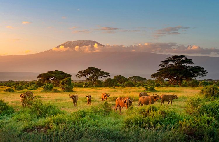 Le Kilimandjaro, une invitation au voyage