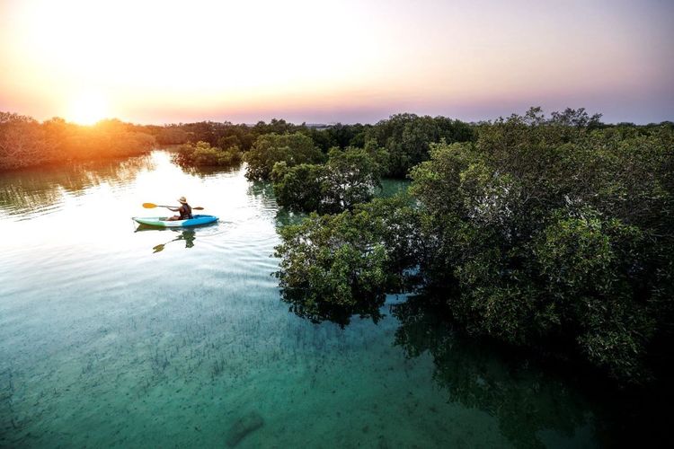 Le kayak permet de pénétrer la mangrove sans faire de bruit, ou presque pas.