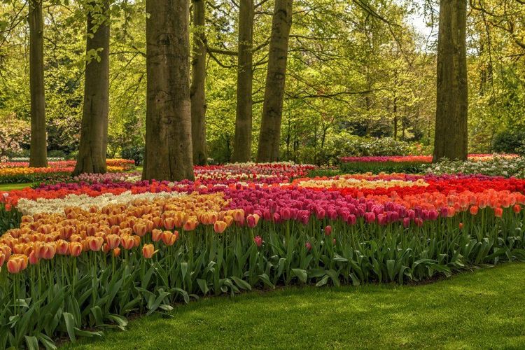 Keukenhof, Pays-Bas