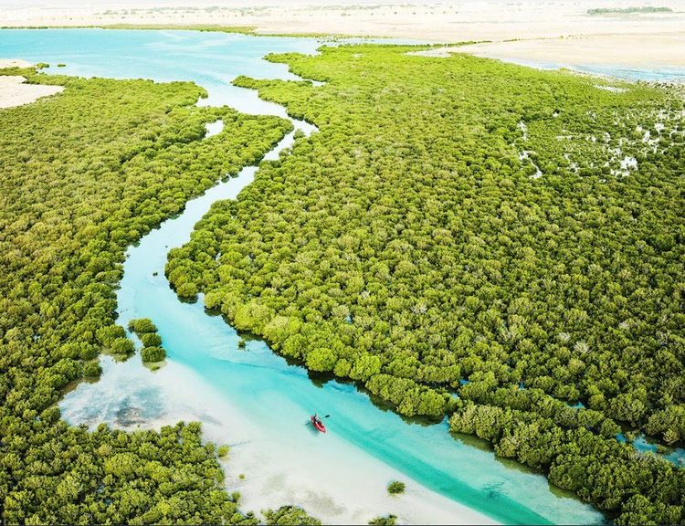 La mangrove de Purple Island au Qatar © Qatar Tourism