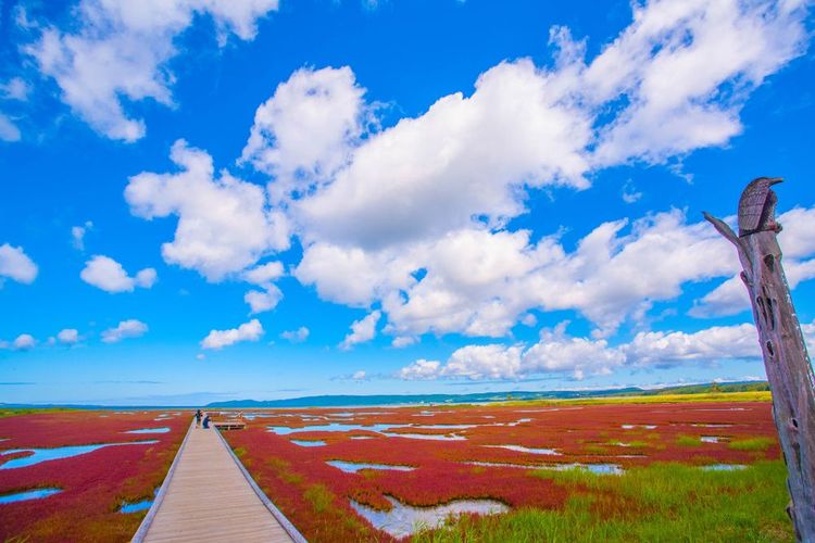 La plage rouge de Panjin en Chine