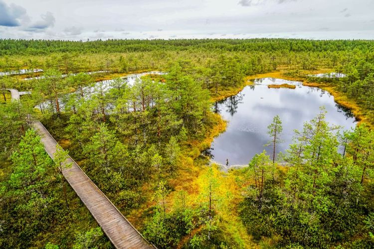 Le parc national Lahemaa protège les forêts estoniennes