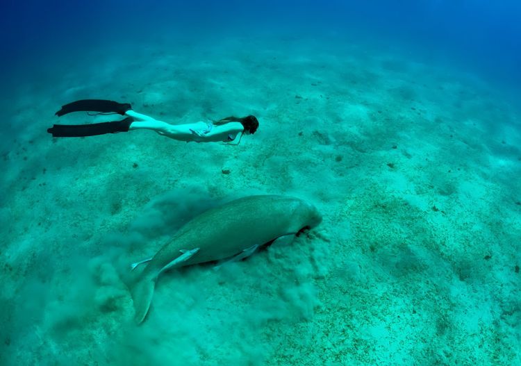 Le lamantin est présent sur presque toute la côte caribéenne