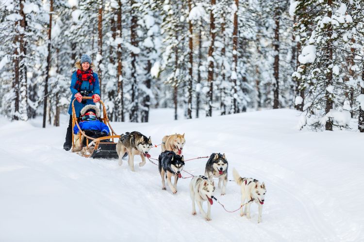 Une promenade en chien de traineau dans le froid glacial de Laponie