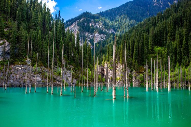 Le lac Kaindy et la forêt engloutie, Kazakhstan
