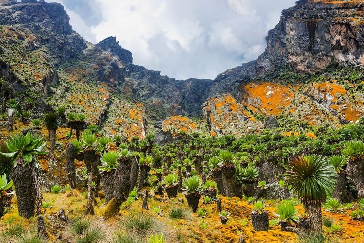 Le pied de la montagne Rwenzori en Ouganda