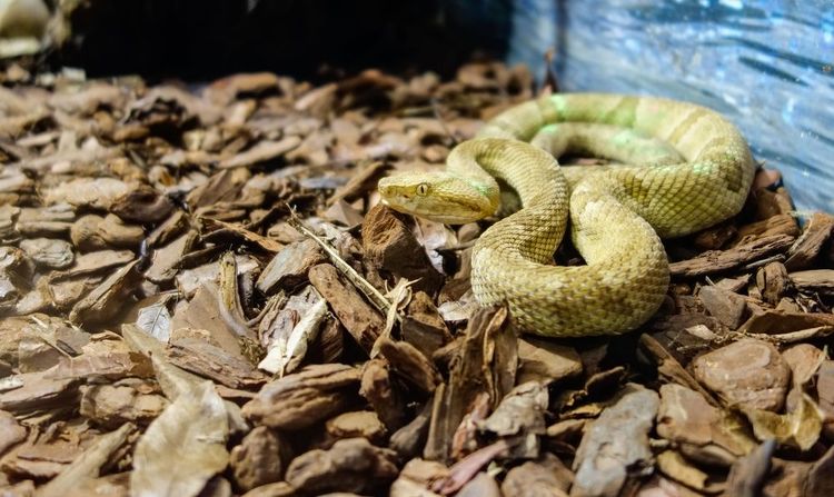 Le serpent des Bothrops insularis