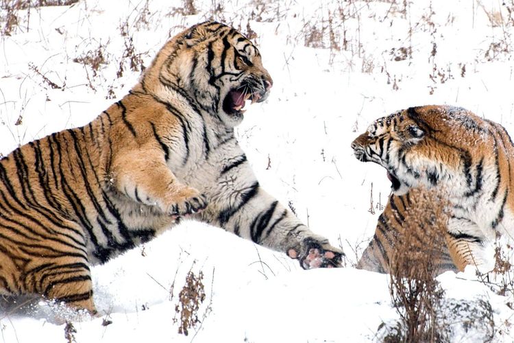 Le tigre du Bengale, une merveille du règne animal