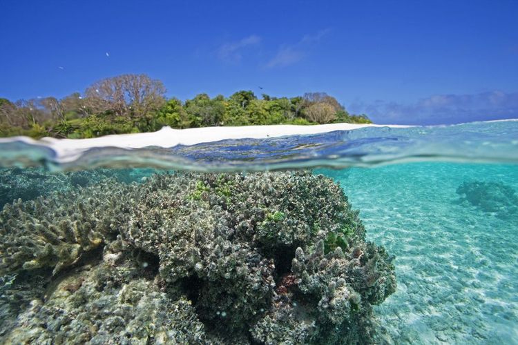 La végétation et les coraux de l'île de Vava'u, Tonga