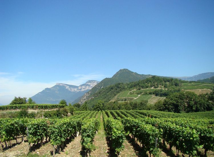 Les vignes de Chignin dans le massif des Bauges