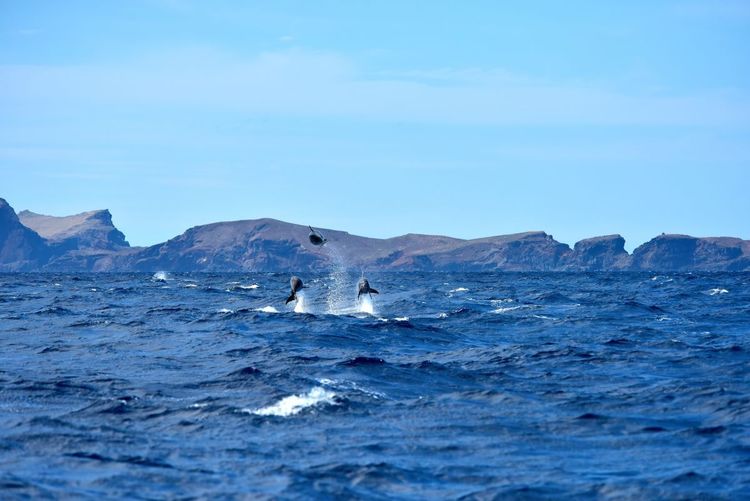 Observation des dauphins près des côtes de Funchal