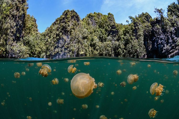 Méduses dorées du Jellyfish Lake, aux îles Palaos