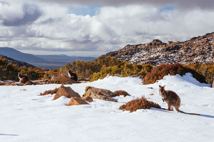 Des monts enneigés en Tasmanie