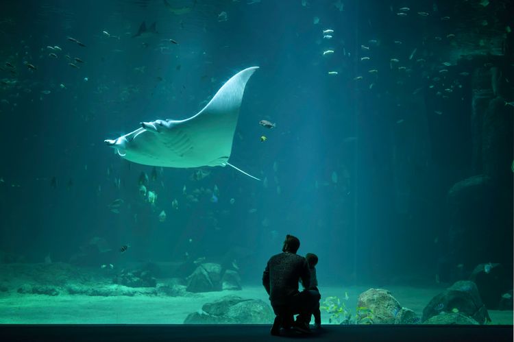 Nausicaa à Boulogne-sur-Mer