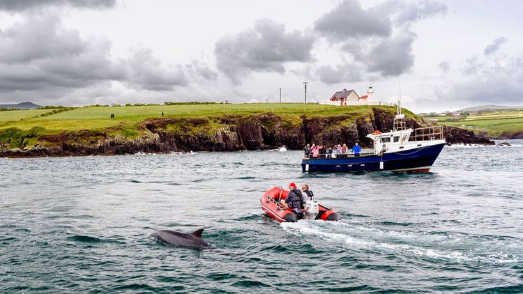 Observation des cétacés en bateau au large des côtes irlandaises