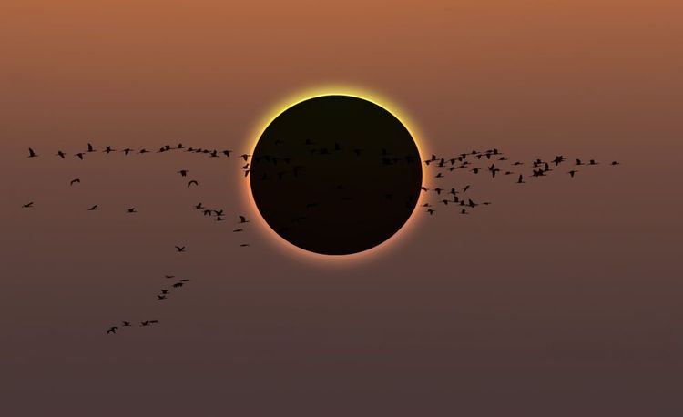 Eclipse de soleil : la lune éclipse le soleil