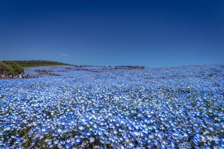 Parc Hitachi au Japon