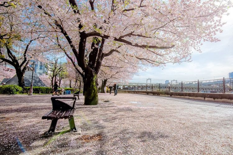 Parc Sumida au printemps