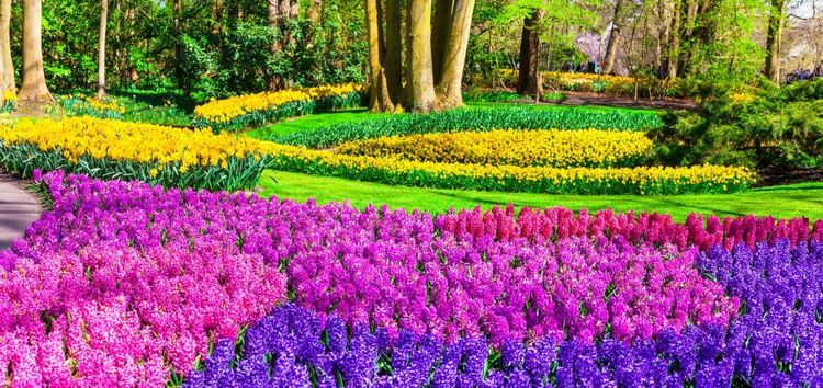 Les champs de tulipes dans le parc floral de Keukenhof