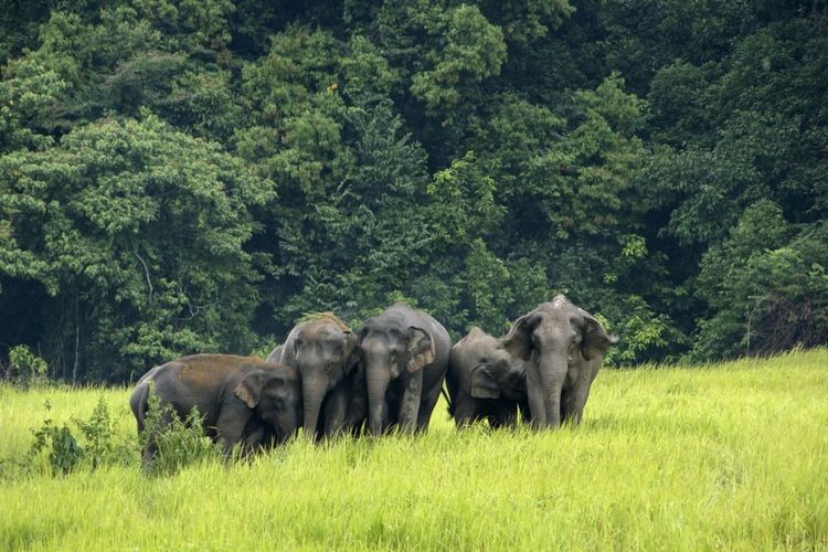Il y aurait 300 éléphants dans le parc national de Khao Yai © jaranjen/123RF