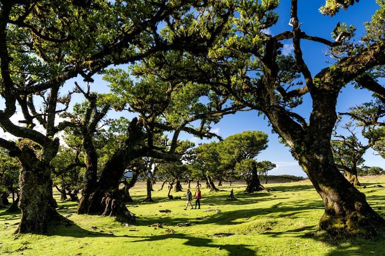 La forêt de Fanal