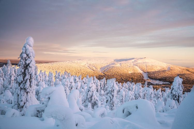 Paysage enneigé en Laponie Finlandaise